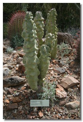 Tucson (15)   Totem Pole Cactus